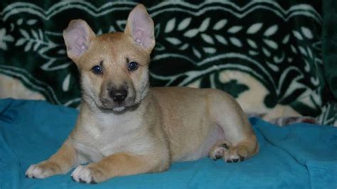 Carolina dog puppies - Male Available. 4 puppies available. We’re home-based breeders of Chinese Cresteds who love showing our dogs in competitions and snuggling with them at home. 2 pickup & drop-off options. Request info. JRF Chinese Cresteds. Virginia • 286 miles away. Male Available.